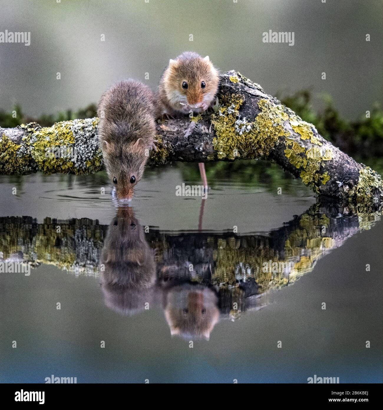 Harvest Mice (Micromys minutus) in a reflection pool Stock Photo Alamy