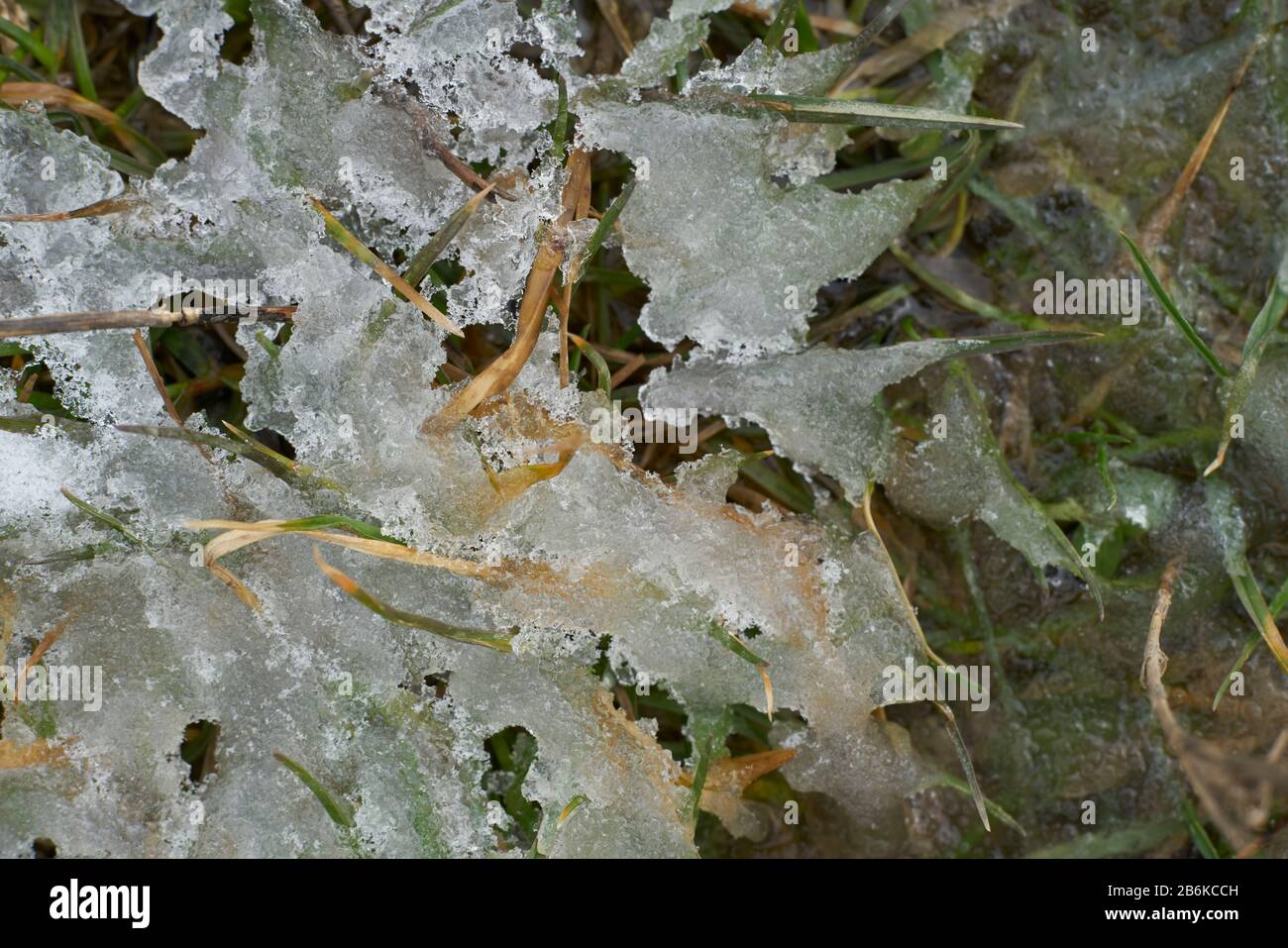 water and grass makes structure in winter Stock Photo Alamy