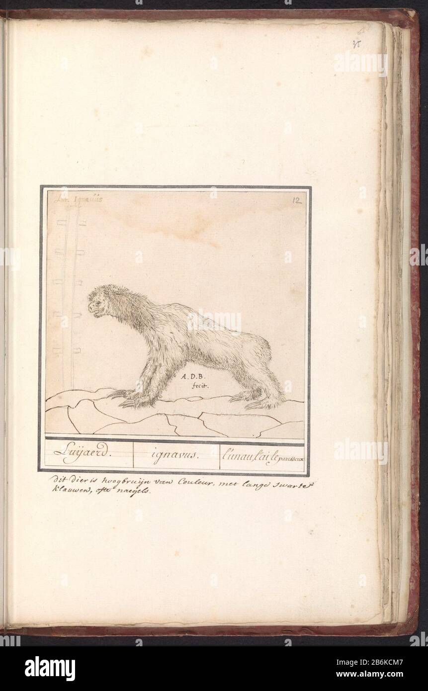 Drievingerige luiaard (Bradypus) Luijaerd Ignavus the unau, the to the paresseux (titel op object) Three-toed sloth. Numbered upper right: 12. With the name in Latin. Two-line annotation added in Dutch on the blade. Part of the second album with drawings of quadrupeds. Second twelve albums with drawings of animals, birds and plants are known around 1600, commissioned by Emperor Rudolf II. With Notes in Dutch, Latin and Frans. Manufacturer : artist: Anselm Boëtius the Boodt (listed property) Place manufacture: Prague Date: 1596 - 1605 Physical features: brush in brown, handwriting pen in brown, Stock Photo