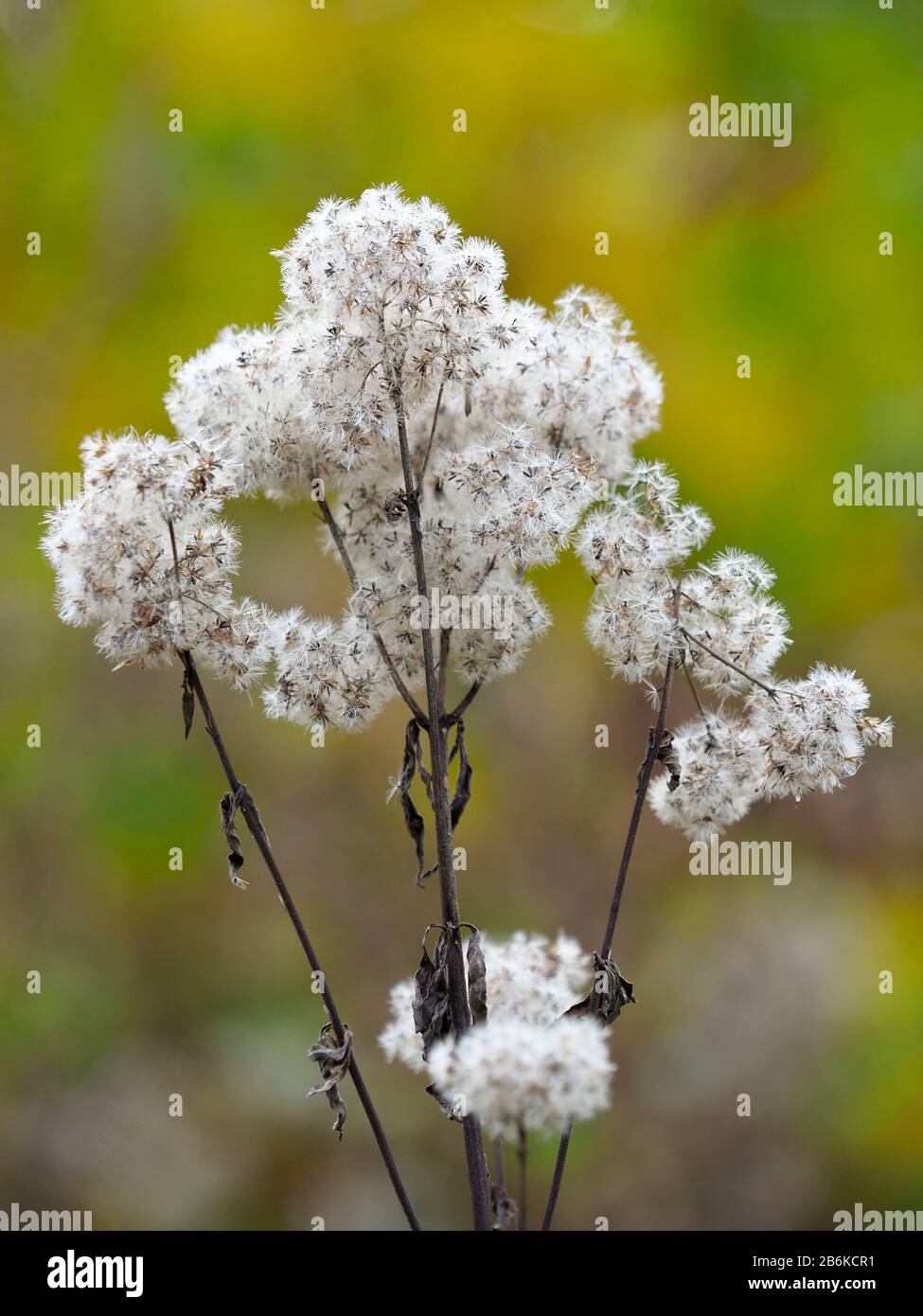 White fluffy seeds hires stock photography and images Alamy