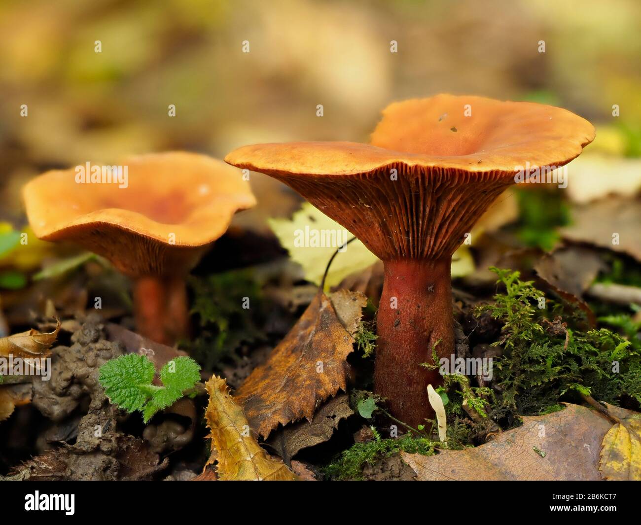 False Chanterelle Fungi, Hygrophoropsis Aurantiaca, Denge Woodlands, Kent UK, stacked image Stock Photo