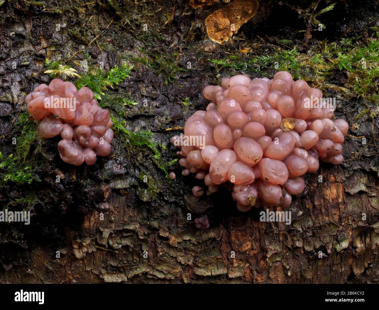 Purple Jellydisc Fungi, Ascocoryne Sarcoides, Denge Woodlands, Kent UK, stacked image. Found mainly on the trunks and branches of dead Beech trees, th Stock Photo