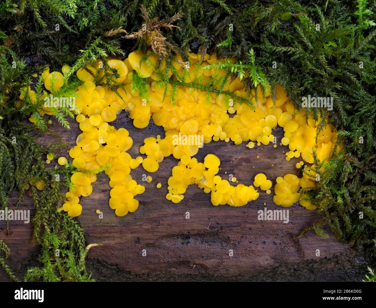 Mollisia Ventosa Fungi, Denge Woodlands, Kent UK, stacked image Stock Photo