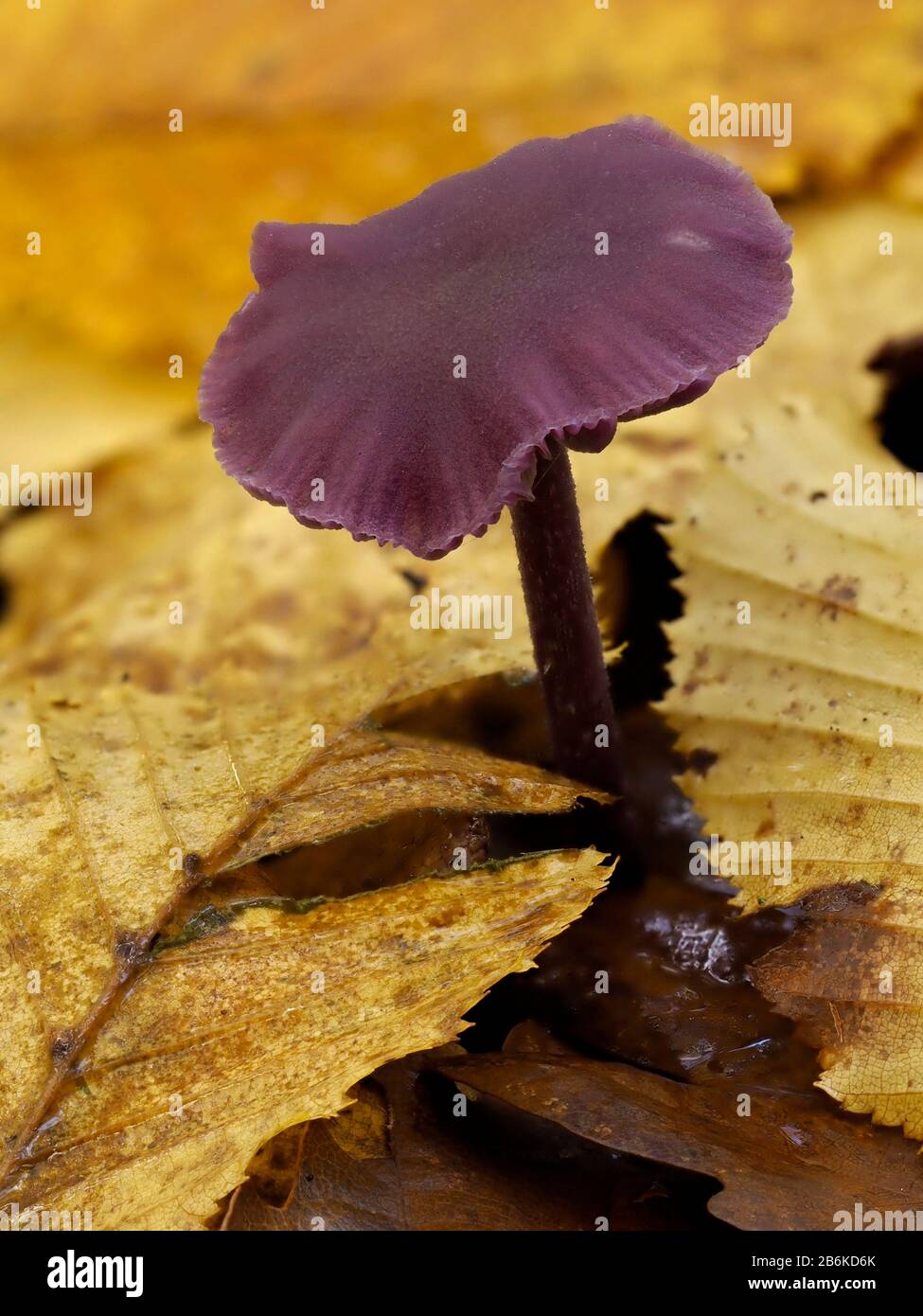 Amethyst Deceiver Fungi, Laccaria amethystina, Dering Woods, Kent UK, stacked image Stock Photo