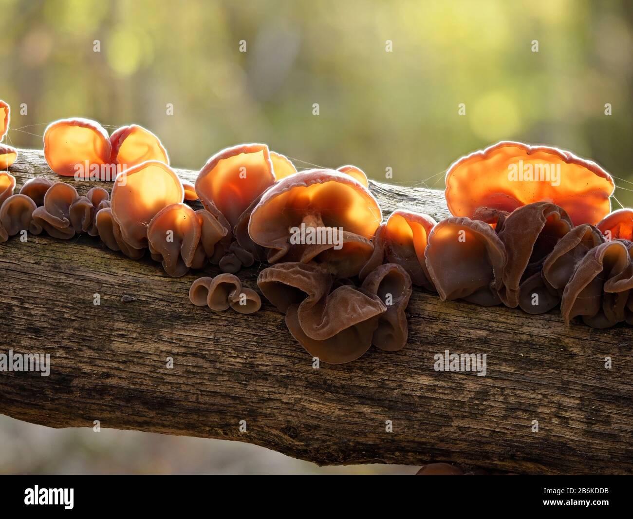 Jew's Ear or Jelly Ear Fungi, Auricularia auricula-judae, Dering Woods, Kent UK, stacked image, backlight Stock Photo