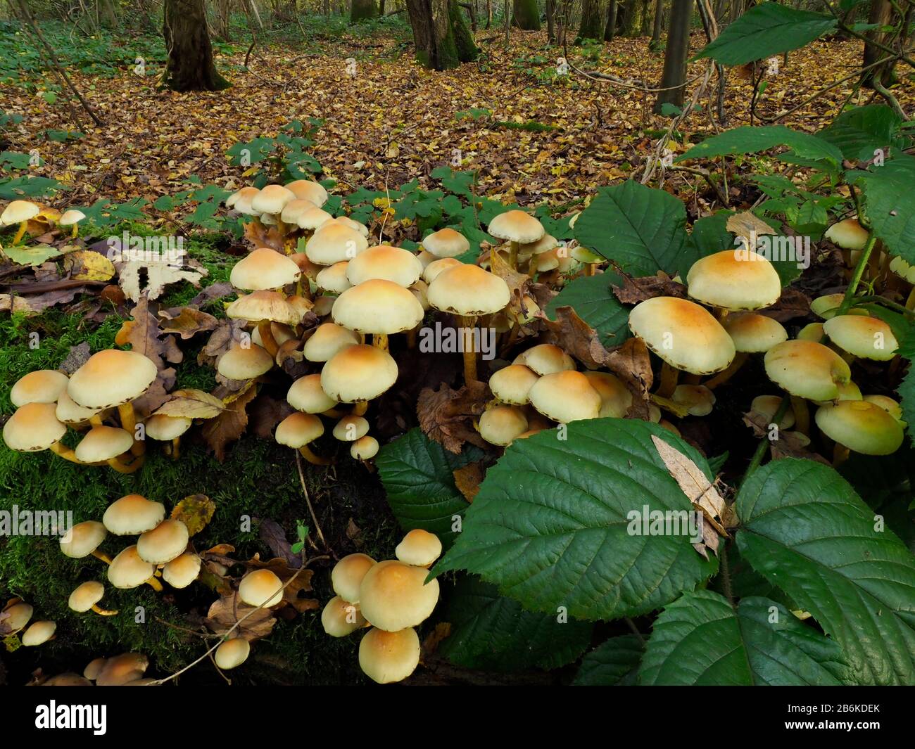 Sulphur Tuft Fungi Hypholoma Fasciculare Dering Woods Kent Uk Stacked Image Wide Angle Showing Habitat Honey Fungus Green Gilled Wood Lover Stock Photo Alamy