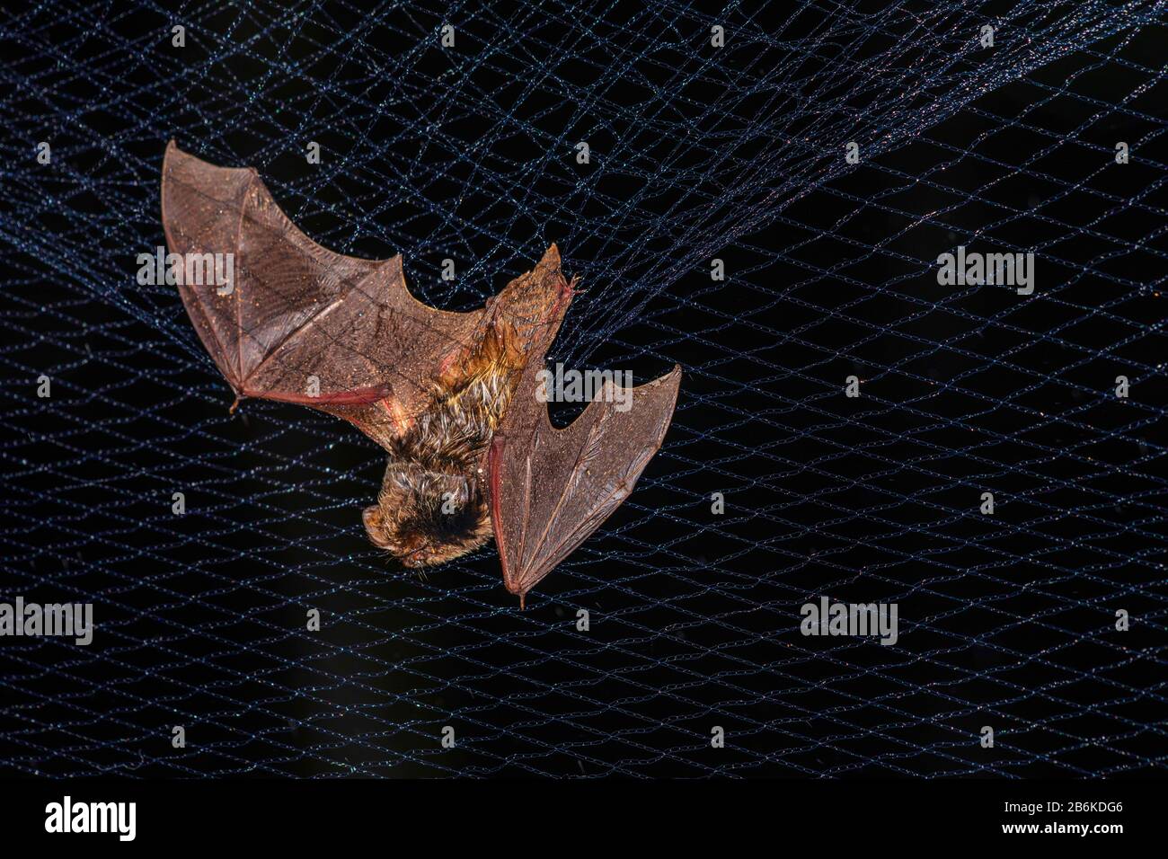 Western barbastelle (Barbastella barbastellus), caught in a net, Germany Stock Photo
