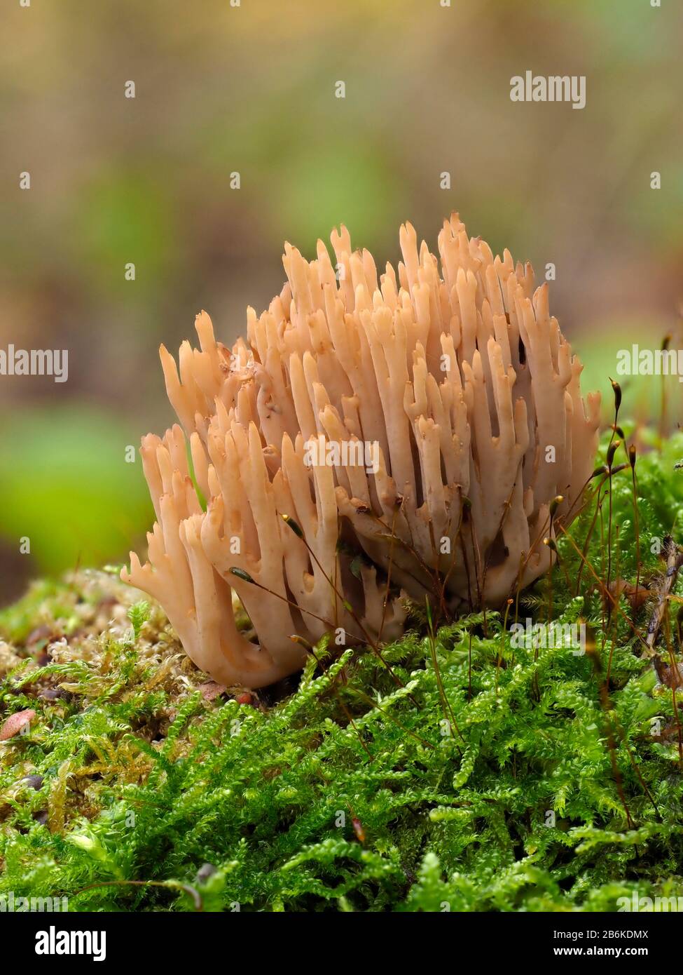 Upright Coral Fungi, Ramaria stricta, Dering Woods, Kent UK, stacked image Stock Photo