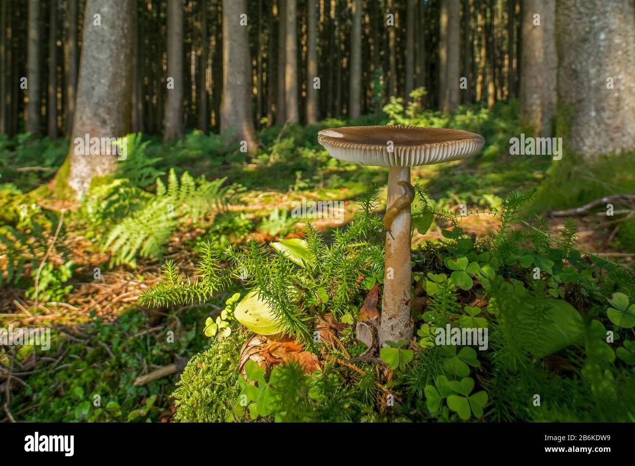 Stiff clubmoss, Stiff ground-pine (Lycopodium annotinum), mushroom with snail in a forest, Germany, Bavaria, Ammergebirge Stock Photo