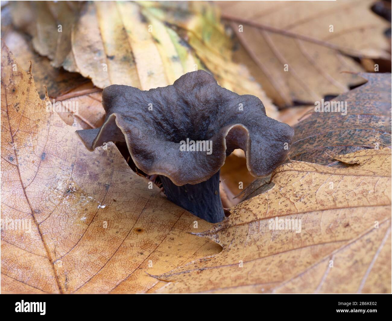 Horn of Plenty Fungi, Craterellus cornucopioides, East Blean Woodlands, Kent UK Stock Photo