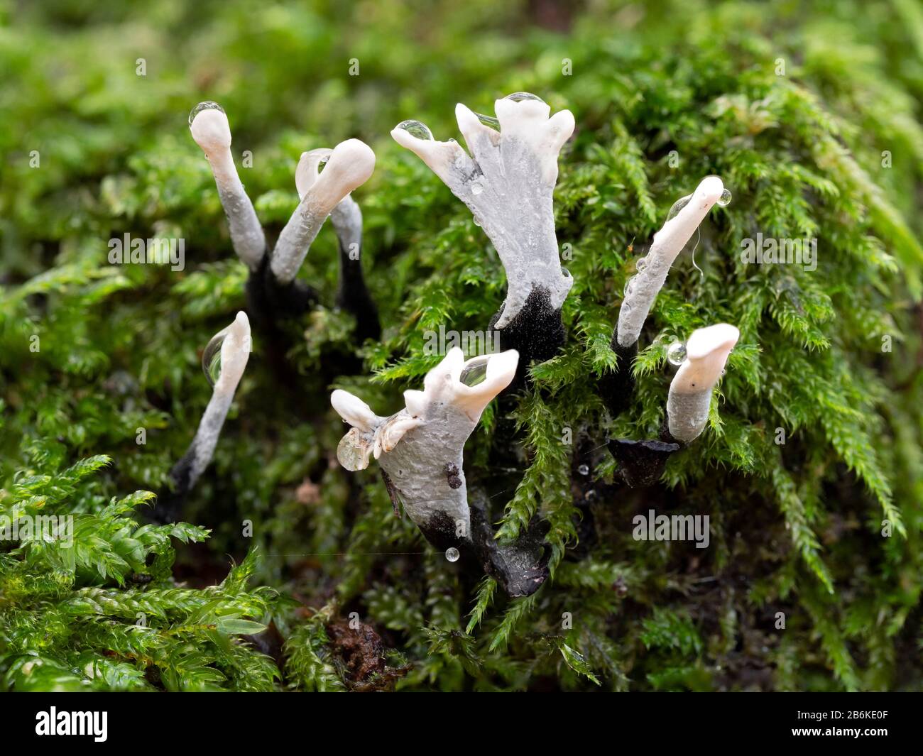 Fungi, Xylaria sp, East Blean Woodlands, Kent UK, stacked image Stock Photo