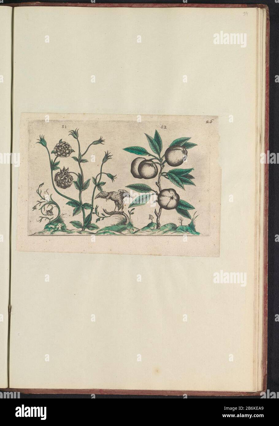 Double columbine (Aquilegia vulgaris), and apple (Malus pumila) Double columbine and apple. With a bird and some ornamental plants. Figs. 51 and 52, numbered on a leaf with the hand 26. In: Anselmi Boëtii the Boot I.C. Brugensis & Rodolphi II. Imp. Novel. a medical cubiculis Florum, Herbarum, ac fructuum selectiorum icones, and vires pleraeque hactenus ignotæ. Part of the album with sheets and plates from the Boodts herbarium of 1640. The twelfth twelve albums of watercolors of animals, birds and plants are known around 1600, commissioned by Emperor Rudolf II. Manufacturer : printmaker: anonym Stock Photo