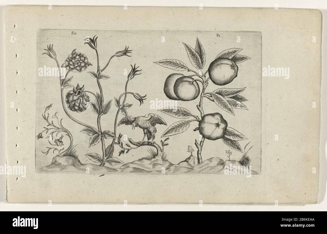 Dubbelt Akelei en appel know lilies (serietitel) Double columbine (Aquilegia vulgaris), and apple (Malus pumila Miller), numbered 80 and 81. in between a roofvogel. Manufacturer : print maker: Crispijn of de Passe (I) (attributed to) to drawing of: Crispijn of the Passe (I) (attributed to) publisher: Crispijn of de Passe (I), editor: Hans Wout Neel Place manufacture: print maker: Cologne in drawing: Cologne Publisher: Cologne Publisher: London Date: 1600 - 1604 Physical characteristics: engra; proofing material: paper Technique: engra (printing process) Measurements: plate edge: H 127 mm × W 2 Stock Photo