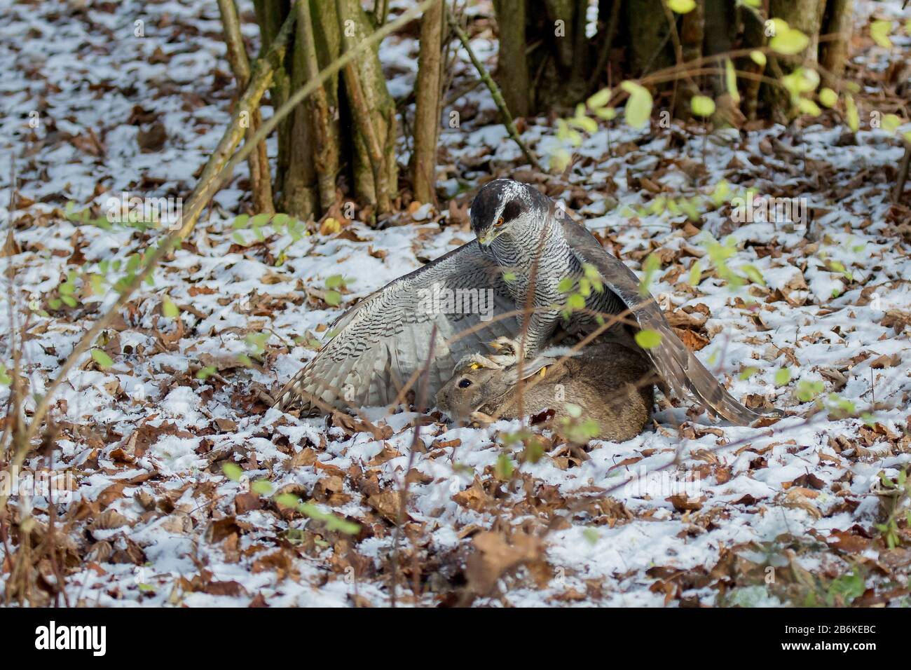 northern goshawk (Accipiter gentilis), catching at coney in the forest, Germany, Bavaria, Niederbayern, Lower Bavaria Stock Photo