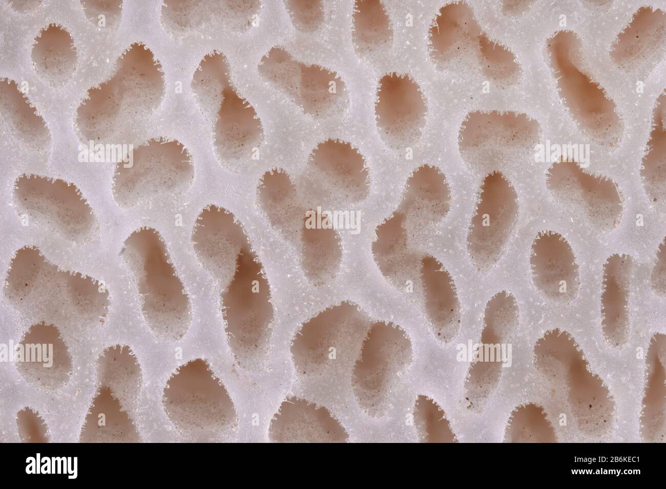 macro shot of the pores of a mushroom, Germany, Bavaria Stock Photo
