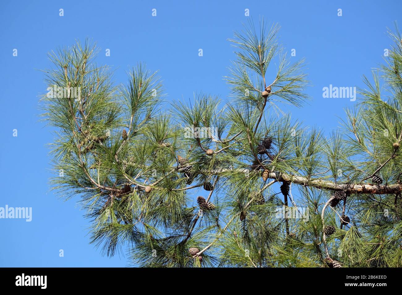 Green pine branch with cones and green needles close up before clear ...
