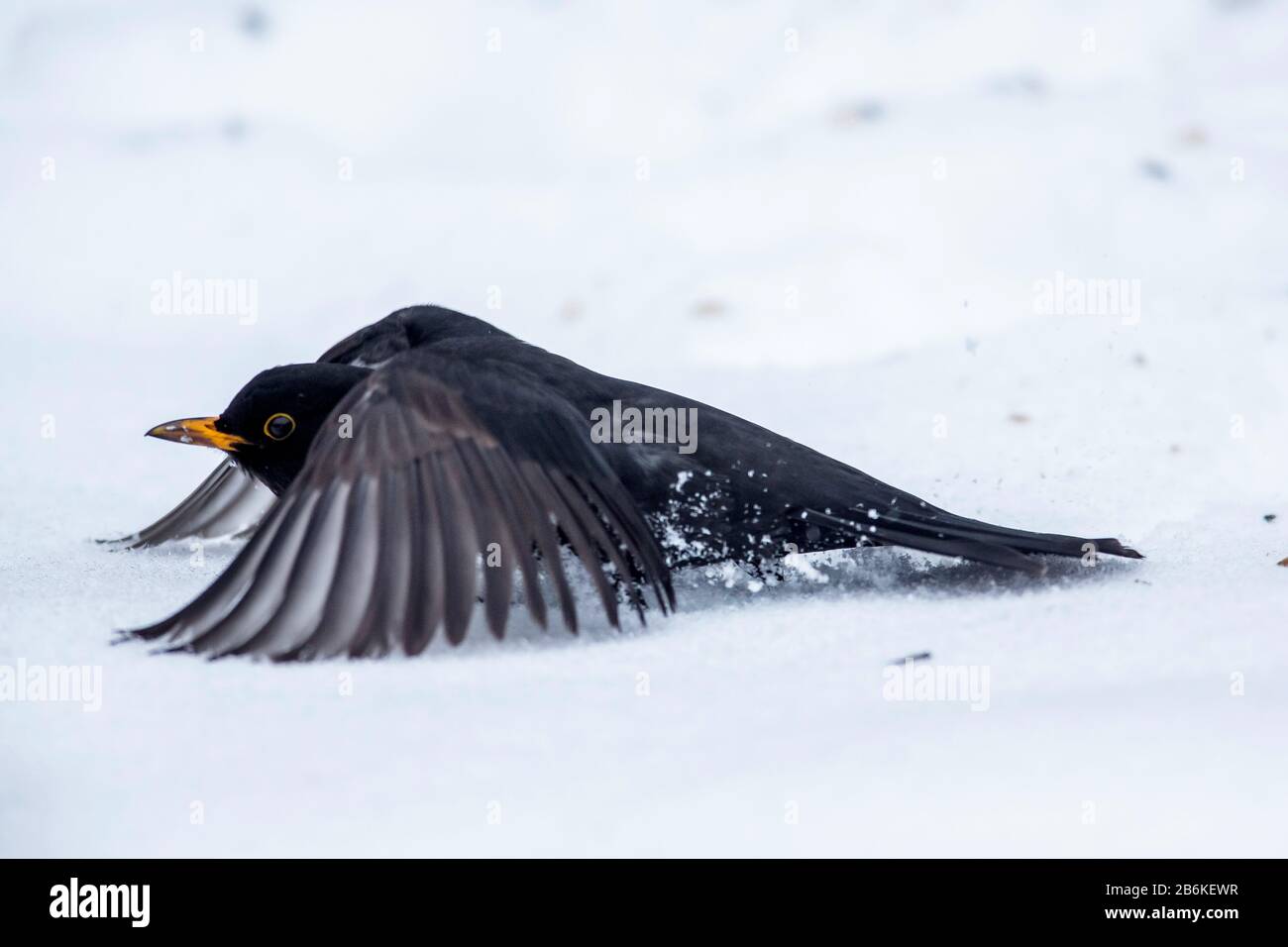 blackbird (Turdus merula), male sinks in the snow with flapping wings, side view, Germany, Bavaria, Niederbayern, Lower Bavaria Stock Photo