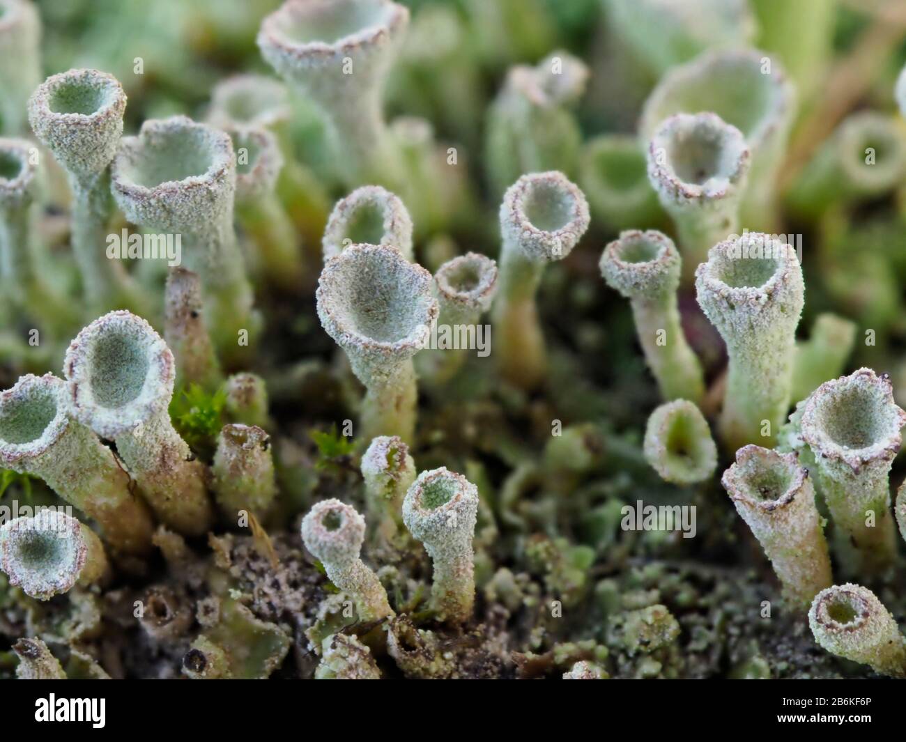 Trumpet Lichen, Cladonia fimbriata, Kent UK, small fungi growing on wall, stacked focus Stock Photo