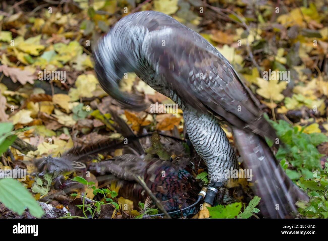 northern goshawk (Accipiter gentilis), plucking a preyed pheasant on forest ground, falconry, Germany, Bavaria, Niederbayern, Lower Bavaria Stock Photo