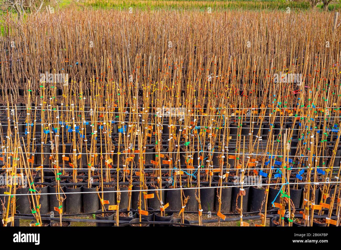 tree nursery for fruit trees in Monchique with young plants, Portugal, Serra de Monchique Stock Photo