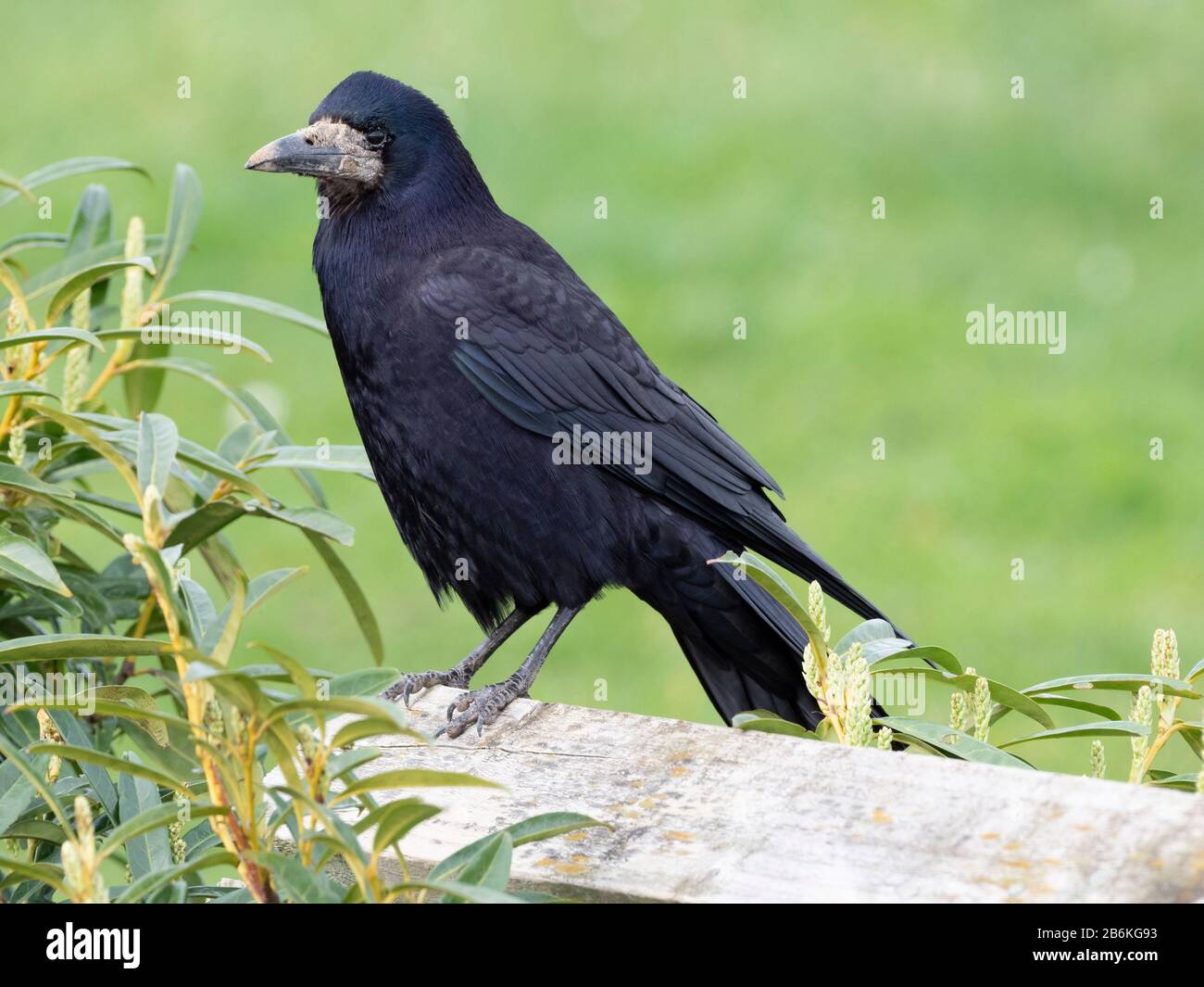 Rook on fence hi-res stock photography and images - Alamy