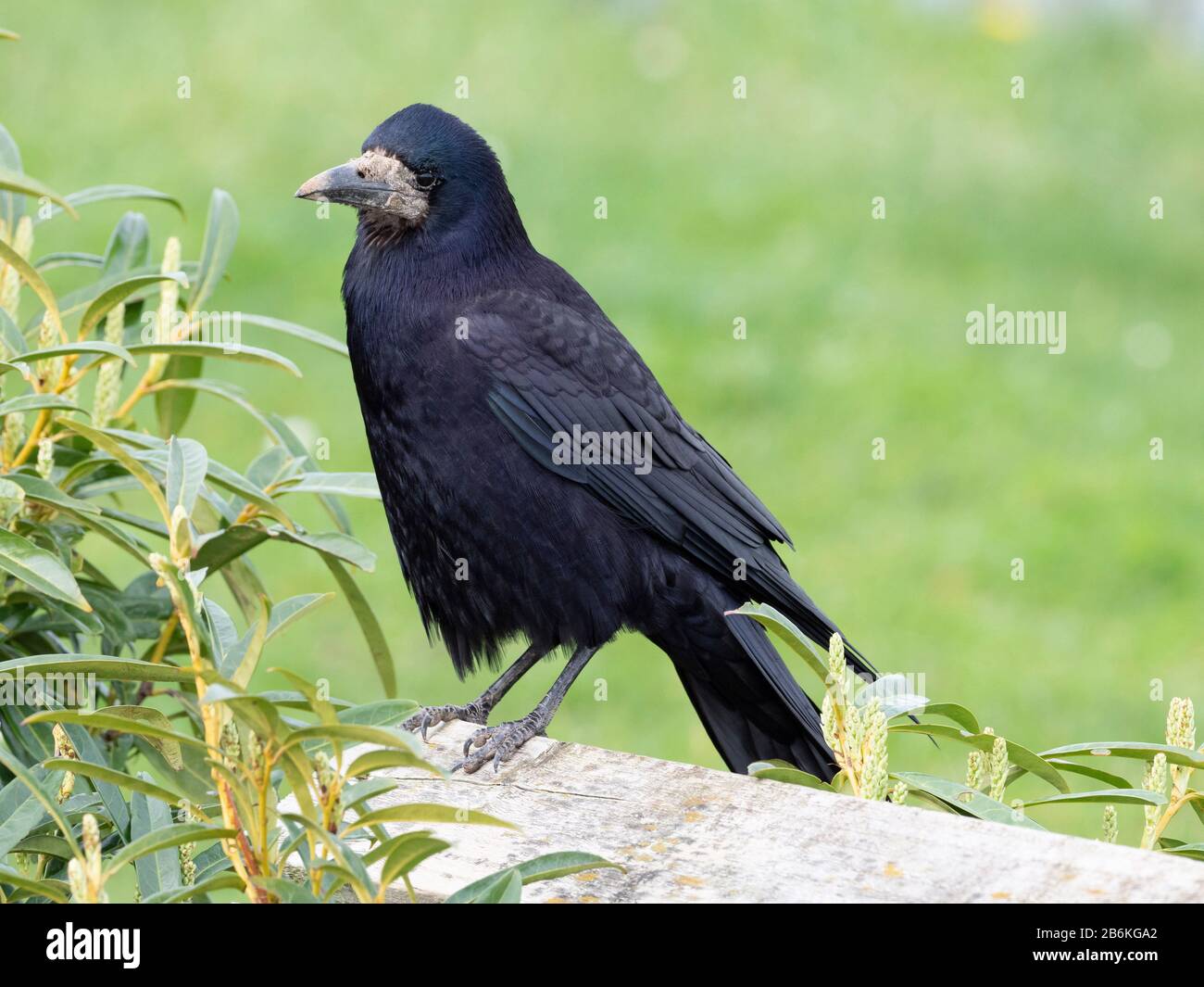 Rook, Corvus frugilegus, perched on fence, KENT UK Stock Photo