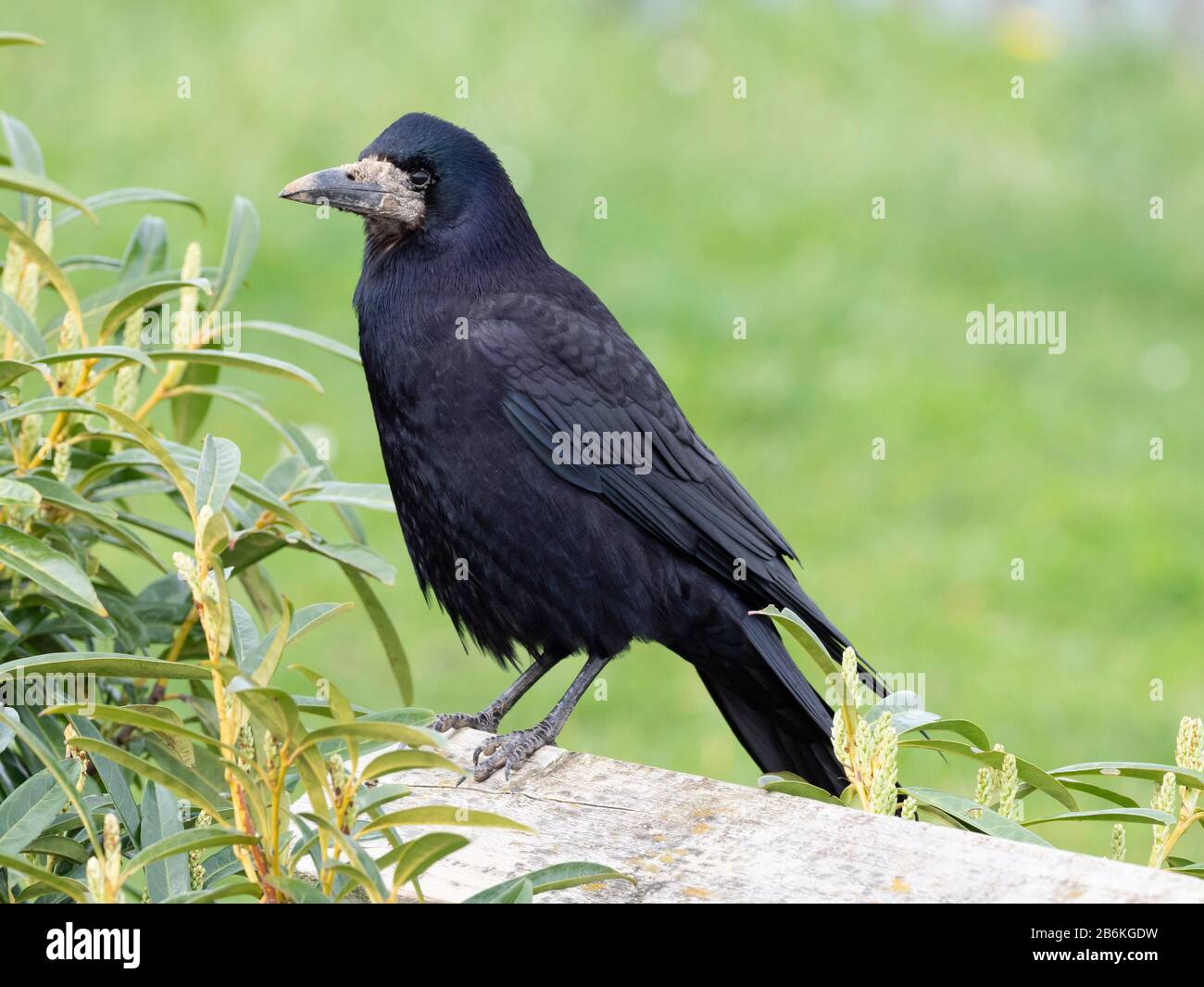 Rook, Corvus frugilegus, perched on fence, KENT UK Stock Photo
