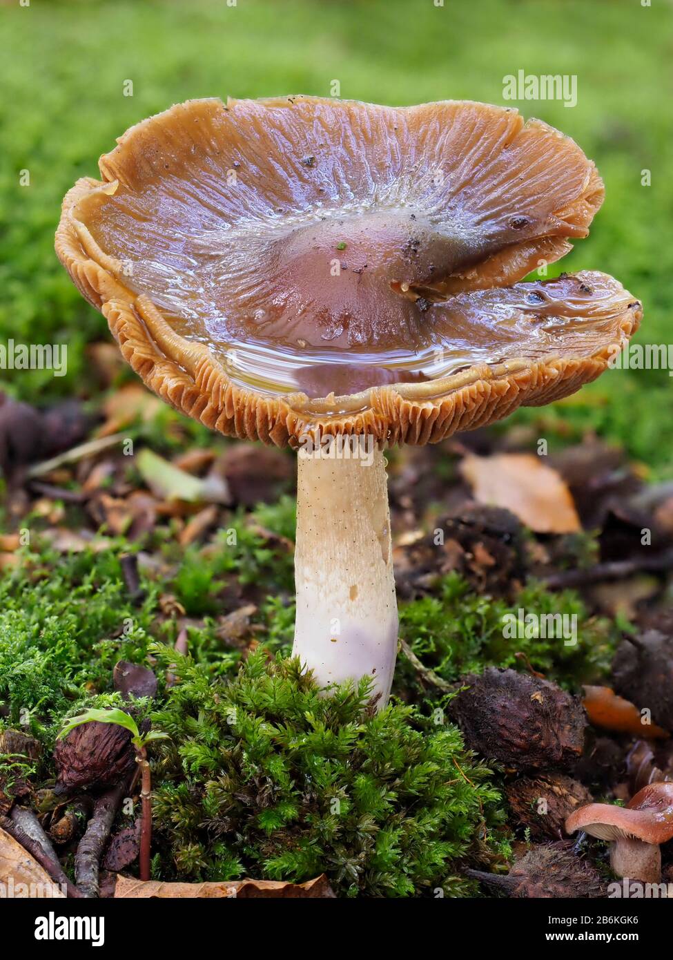 Butter cap fungi hires stock photography and images Alamy