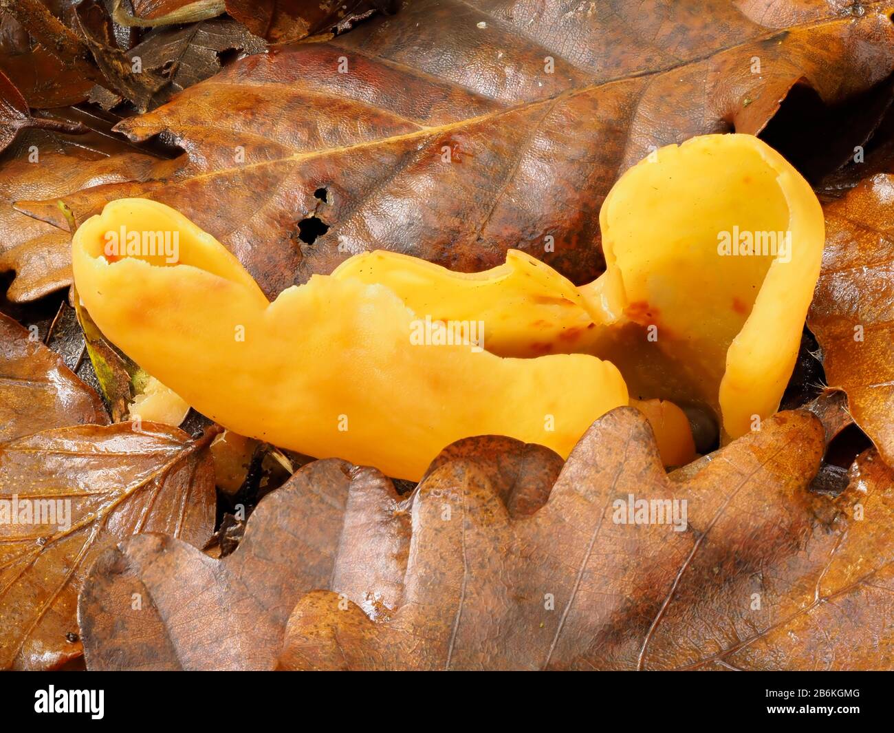 Orange Peel Fungus, Aleuria aurantia, West Blean Woodlands, KENT UK, stacked focus Stock Photo