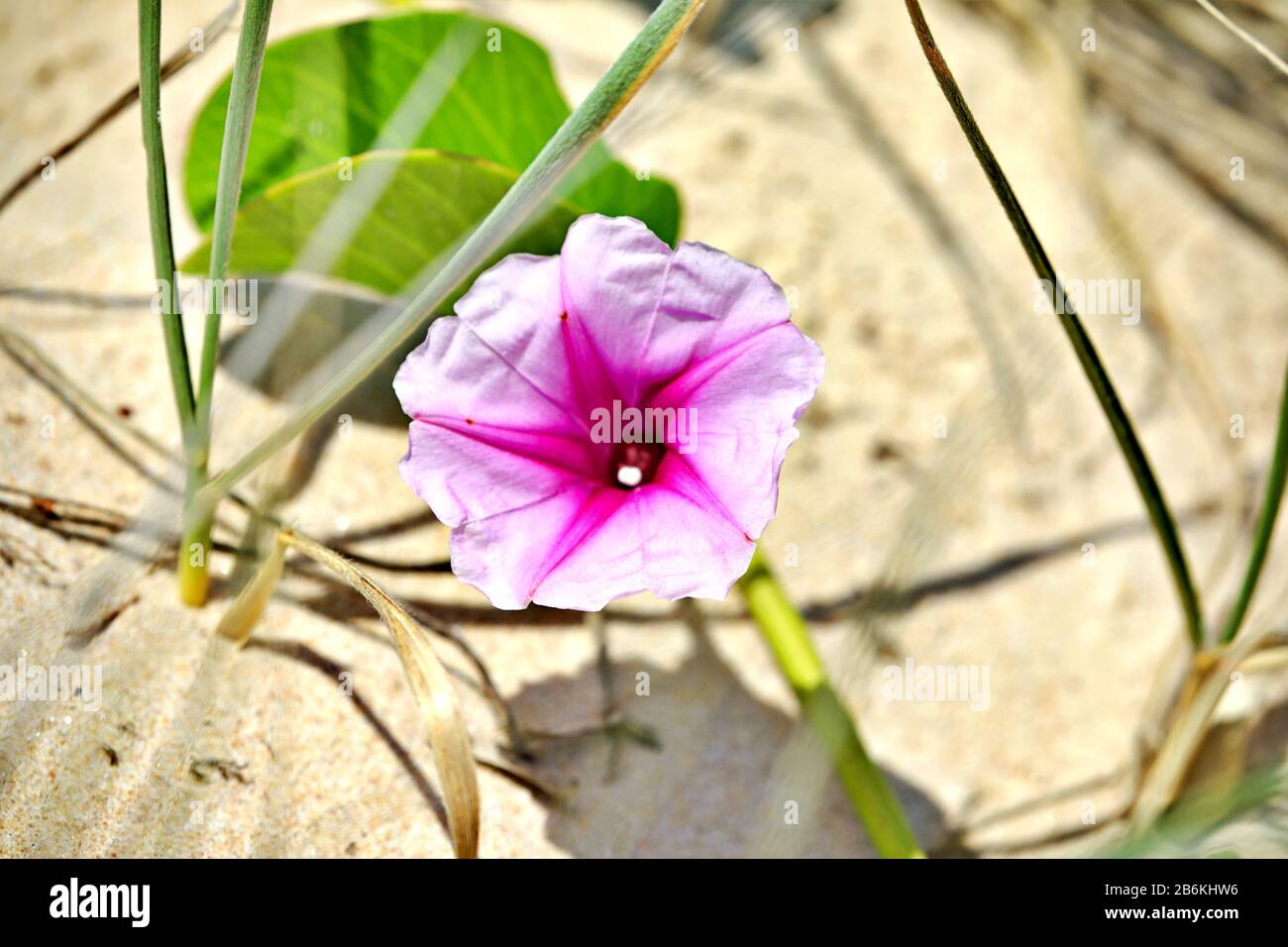 Beach flower in the sand Stock Photo