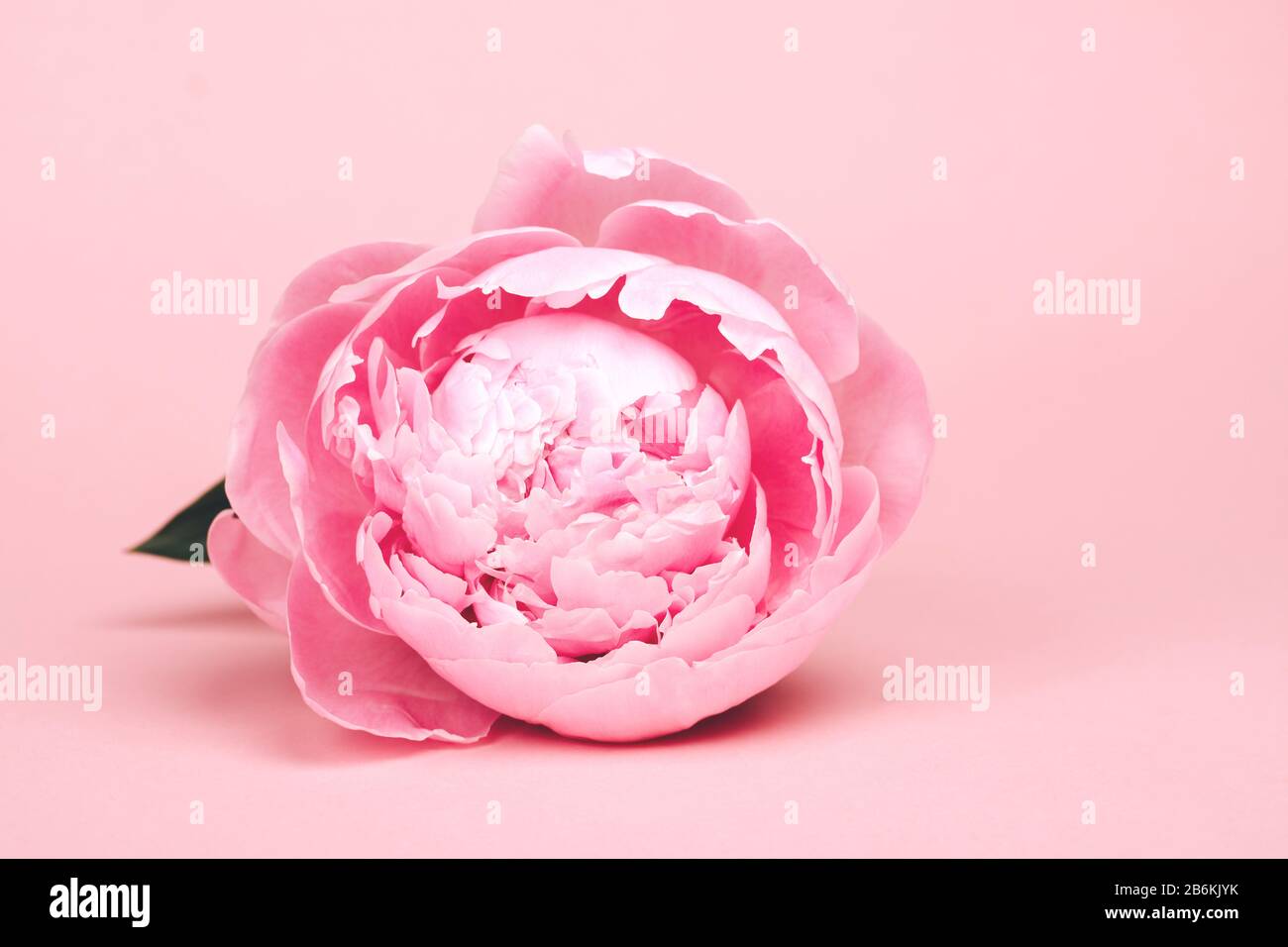 Single peony flower on pink background with place for text Stock Photo ...