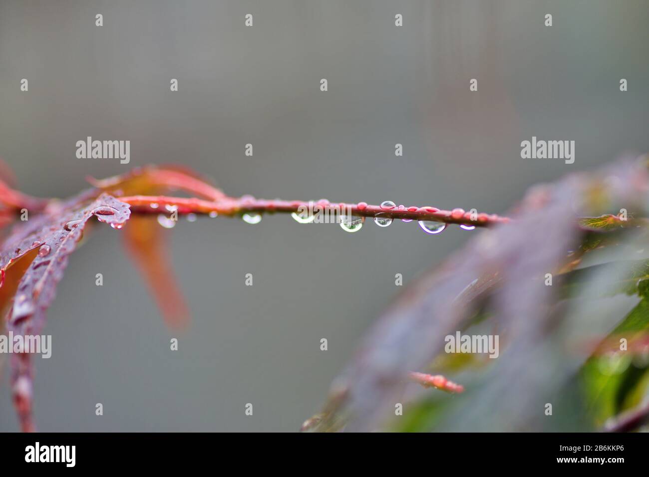 raindrops on a branch Stock Photo