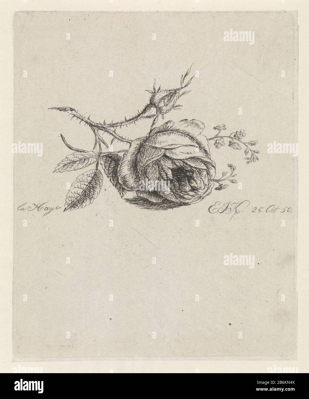 A rose and forget-me-nots Study of a cut rose, a flower and a bud, and forget-me-nietjes. Manufacturer : printmaker: Elisabeth Johanna Koning (listed property) Place manufacture: Den Haag Date: 1850 Physical features : etching on chine collé; proofing material: paper chine collé Technique: etching Dimensions: plate edge: H 143 mm × W 116 mm Subject: flowers flowers: rose Stock Photo