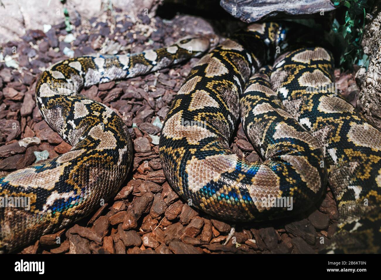 Python in Zoo terrarium Stock Photo
