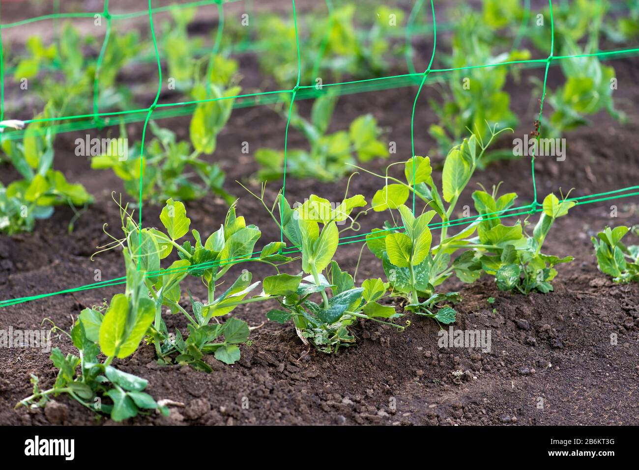 young organic pea plants in the garden creeping through a grid - selective focus Stock Photo