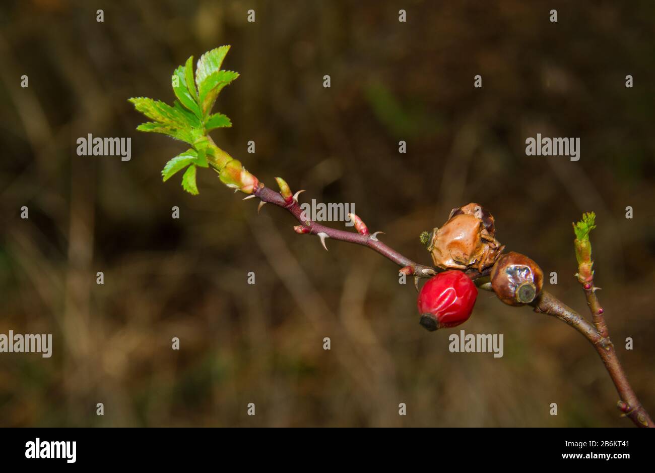Sweet briar or Eglantine in early spring: withered rose hips of last summer and an unfolding fresh new leaf Stock Photo