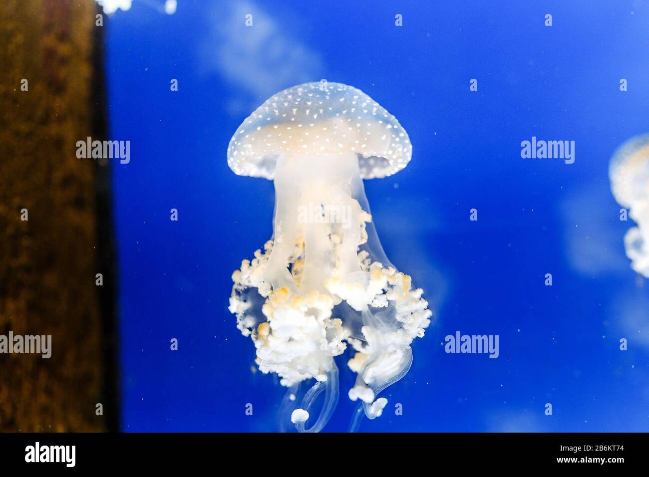 Blue jellyfish swim in the aquarium Stock Photo - Alamy