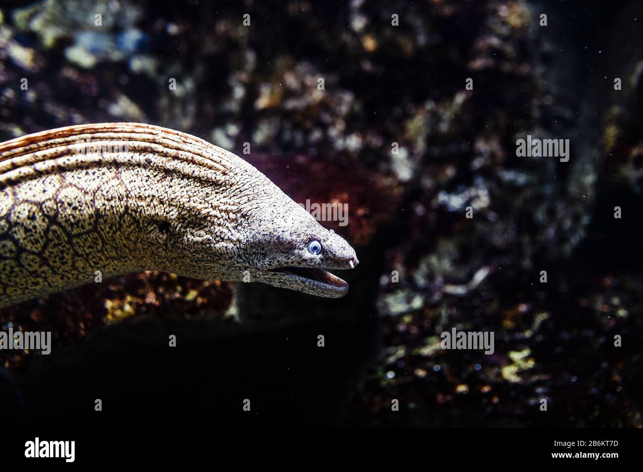 Giant scary Moray Eel Stock Photo