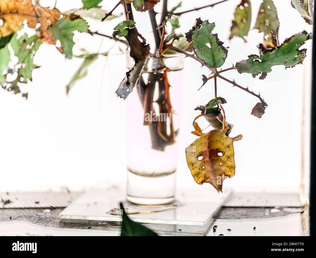 The insect masking itself as a plant leaf Stock Photo