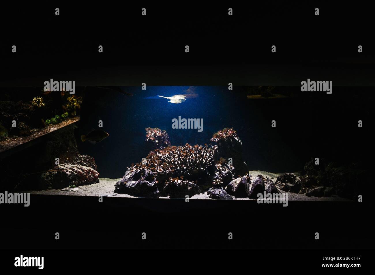 Oysterinanaquarium hires stock photography and images Alamy