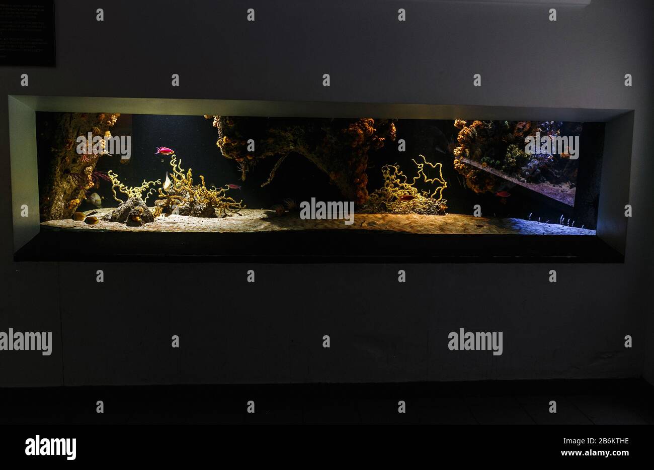 Oysterinanaquarium hires stock photography and images Alamy