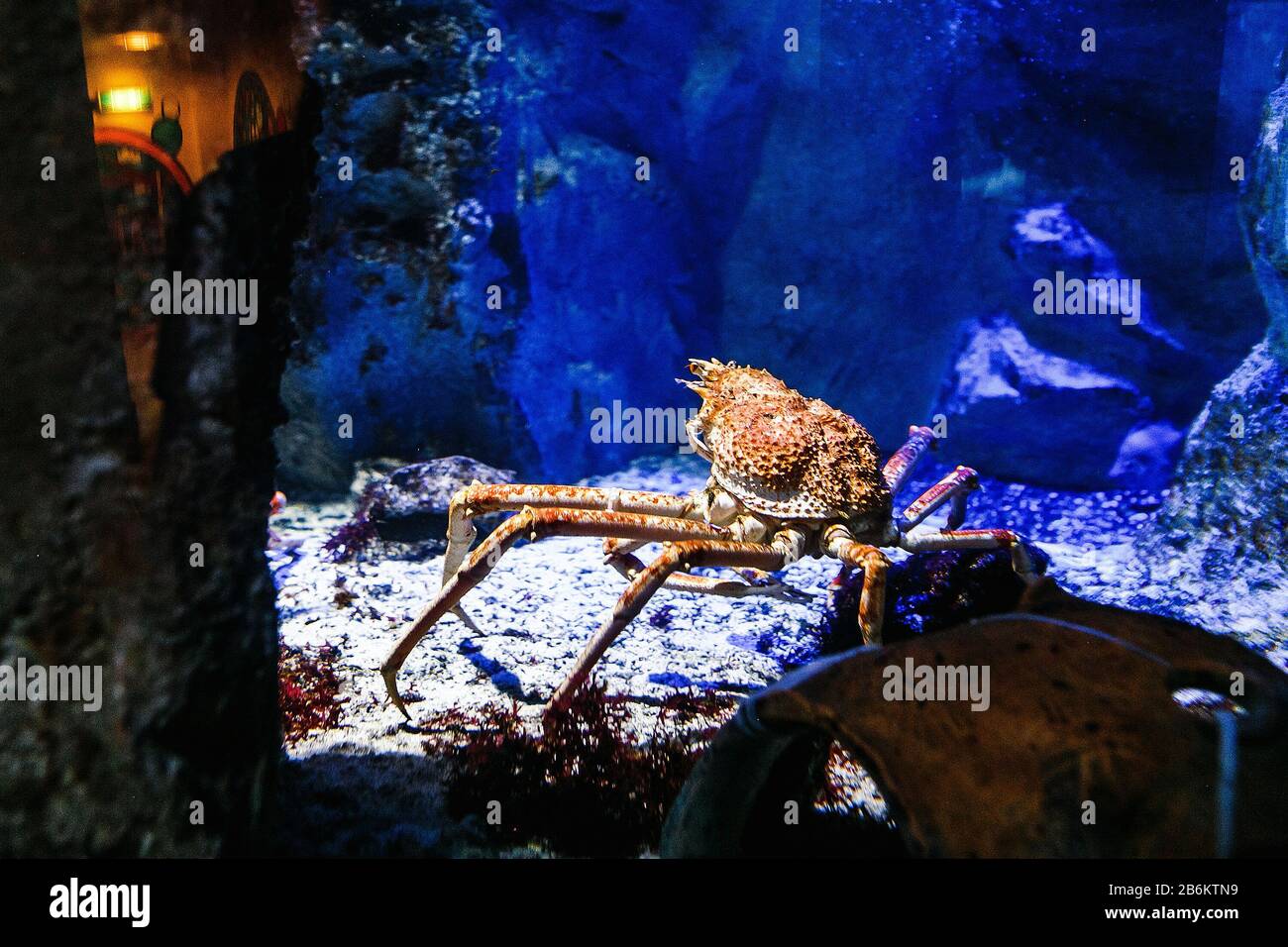 Giant spider crab in aquarium Stock Photo