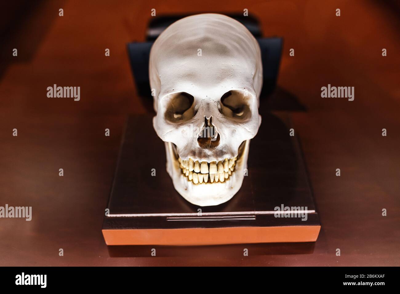 anatomical homo sapiens scarry himan skull model on the table Stock Photo
