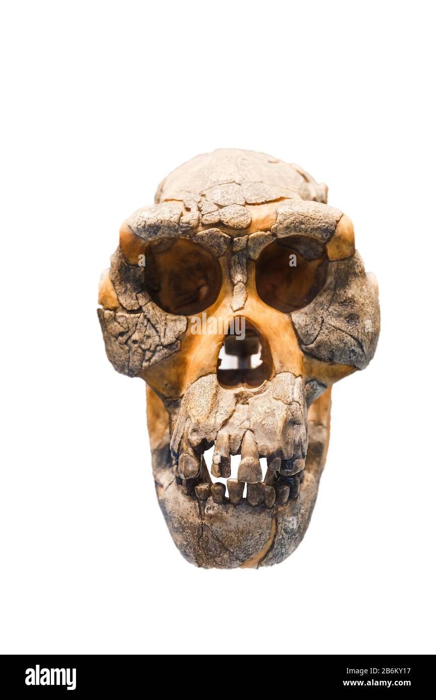 Reconstructed fossil skull of Homo Sapiens Stock Photo