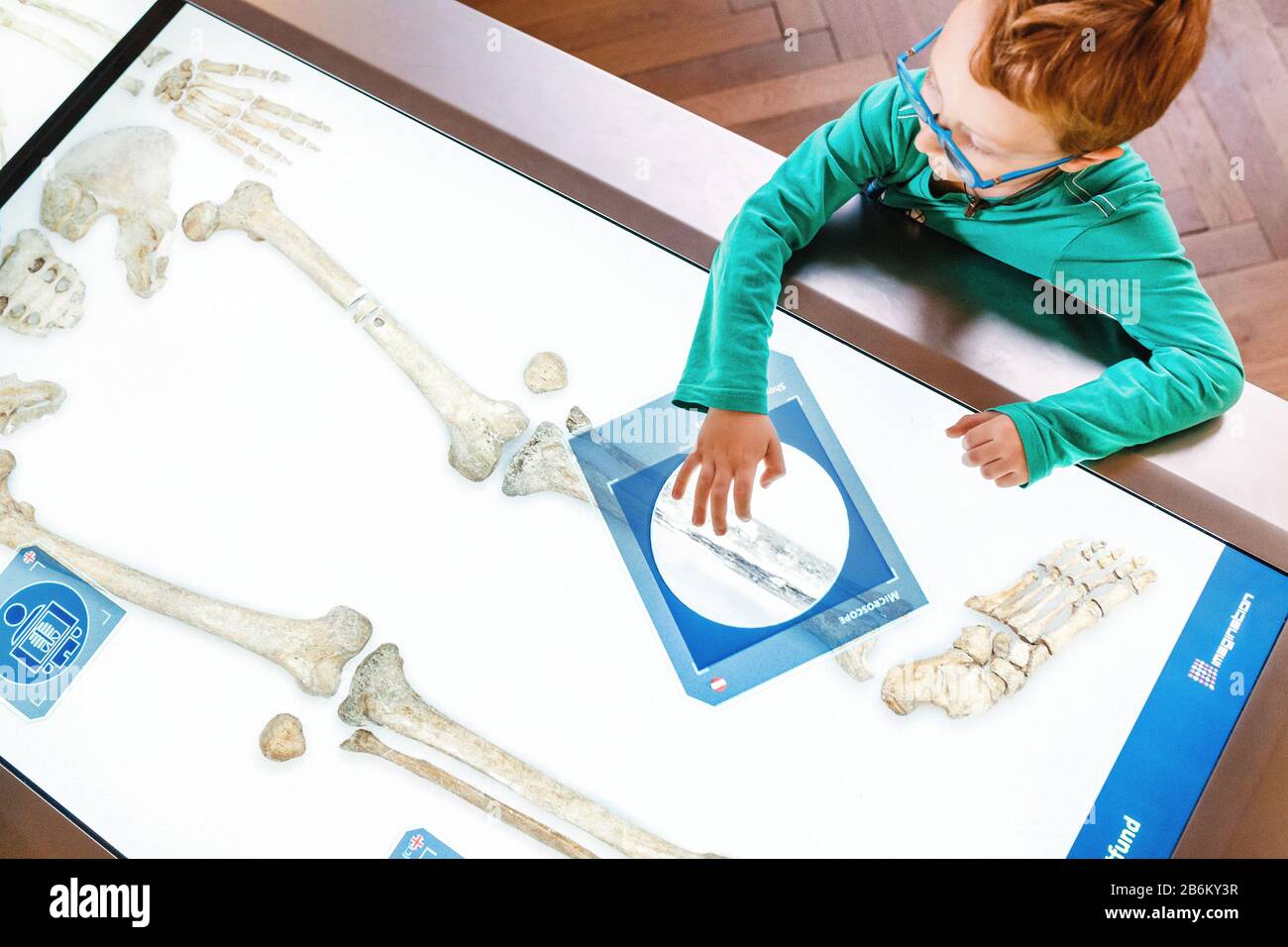 24 MARCH 2017, VIENNA, MUSEUM OF NATURAL HISTORY, AUSTRIA: Little red boy prodigy and geek study human anatomy using an interactive computer board Stock Photo