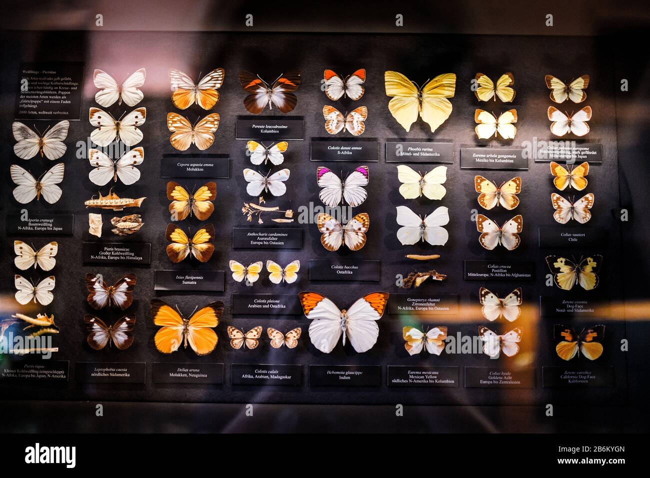 24 MARCH 2017, VIENNA, MUSEUM OF NATURAL HISTORY, AUSTRIA: museum collection of different butterfly Stock Photo