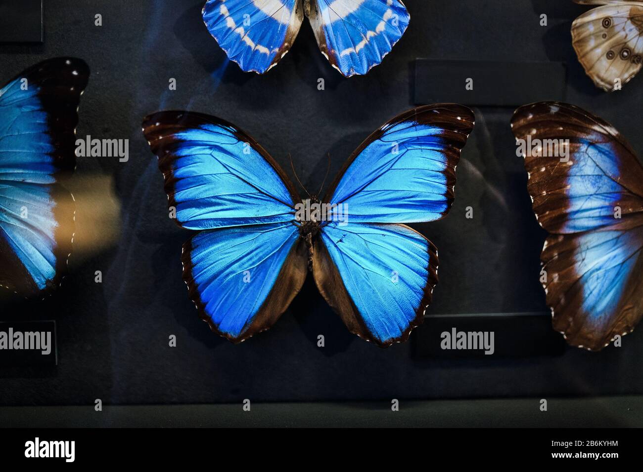 24 MARCH 2017, VIENNA, MUSEUM OF NATURAL HISTORY, AUSTRIA: museum collection of different butterfly Stock Photo