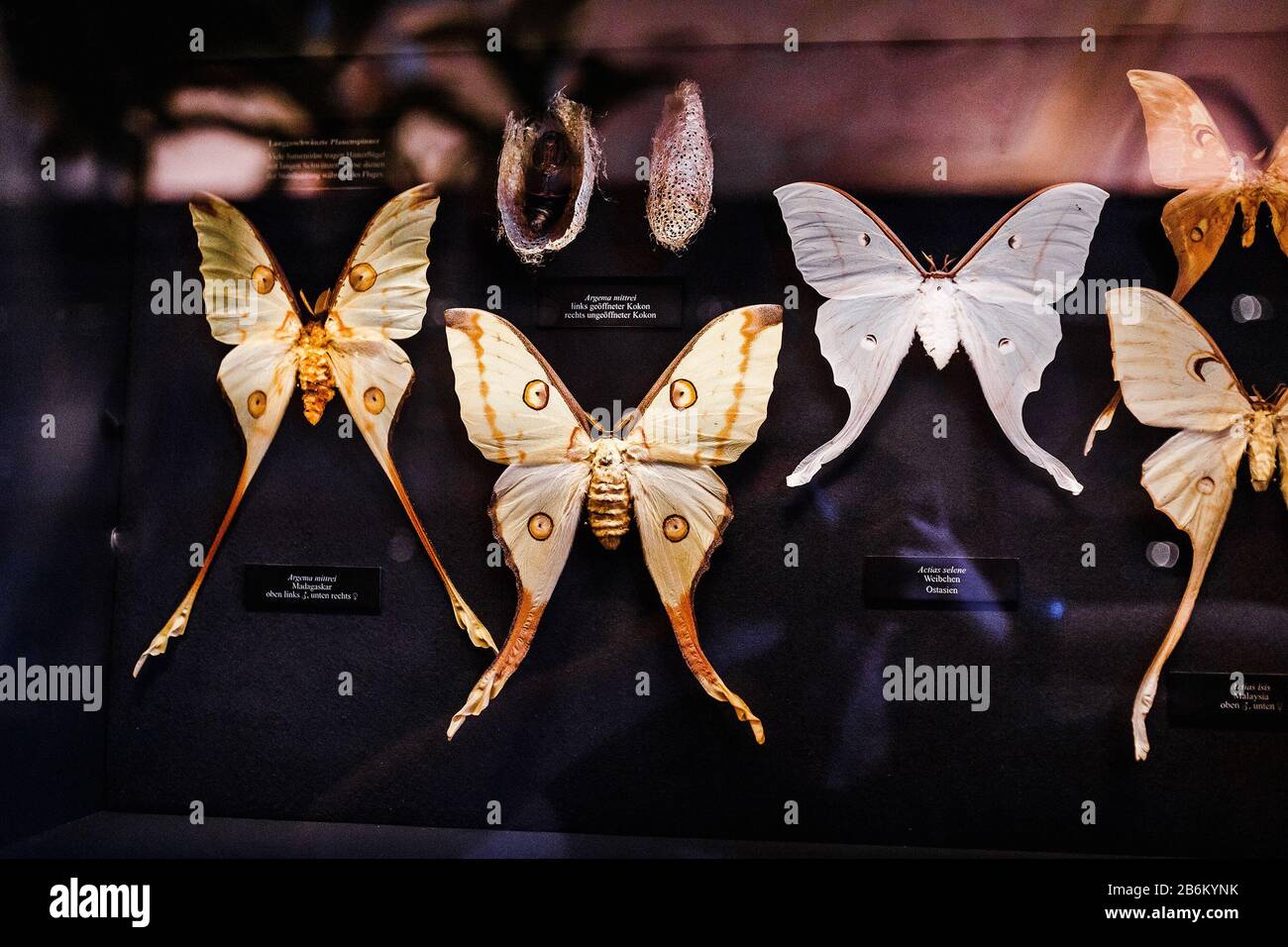 24 MARCH 2017, VIENNA, MUSEUM OF NATURAL HISTORY, AUSTRIA museum collection of different