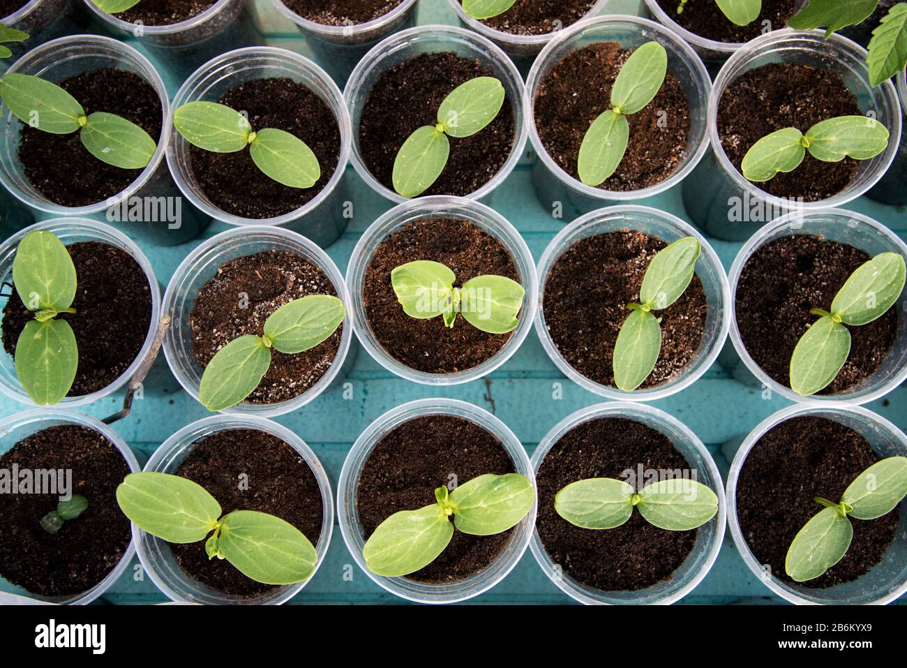 Cucumbers seedlings in a greenhouse planted in individual pots top