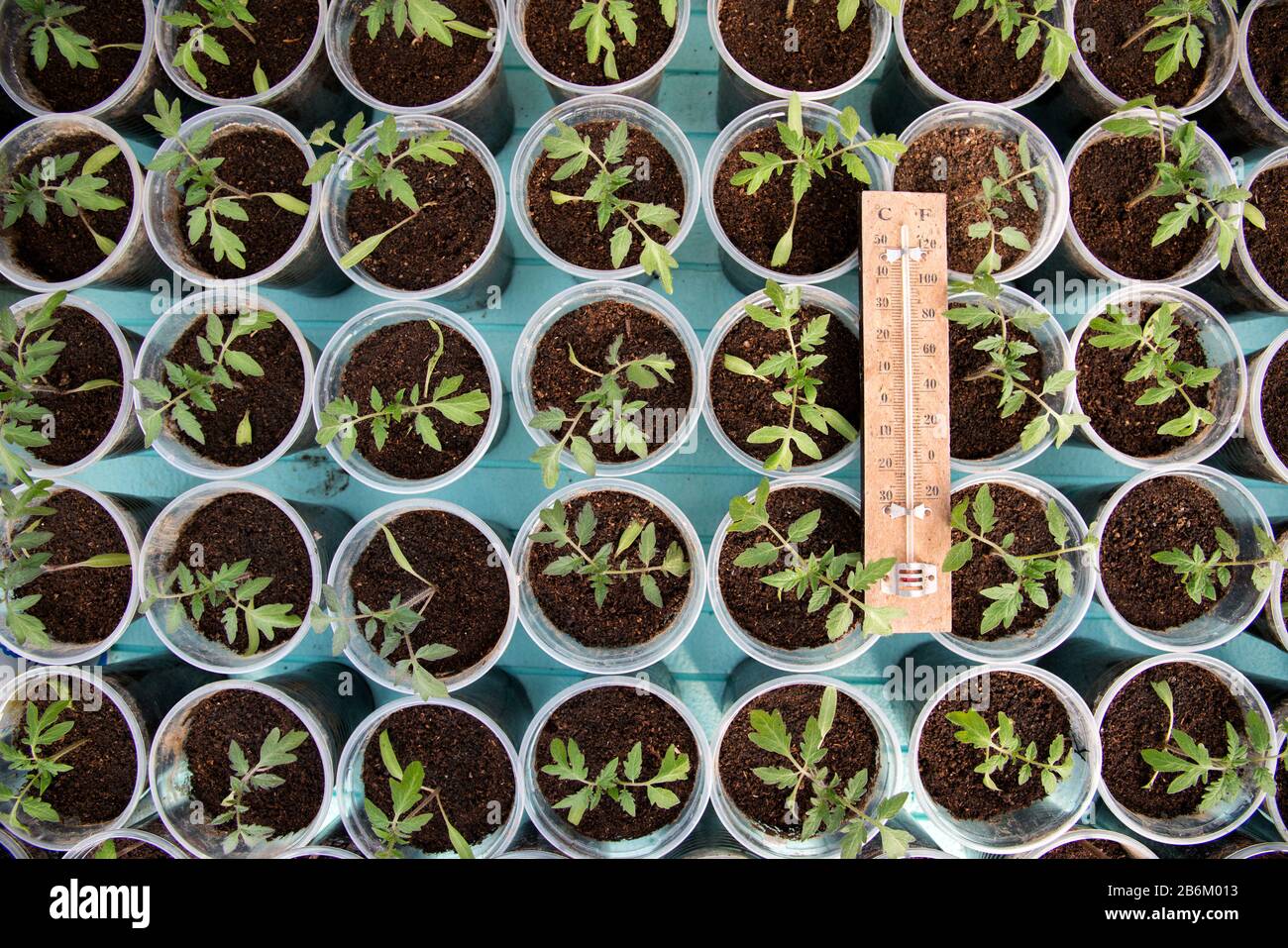 Tomato seedlings in a greenhouse and a thermometer showing the temperature of the growing environment - selective focus, top view Stock Photo
